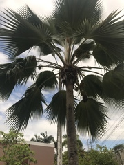 Pritchardia pacifica