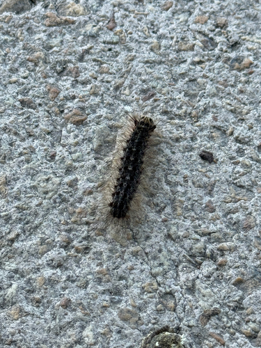 Spongy Moth