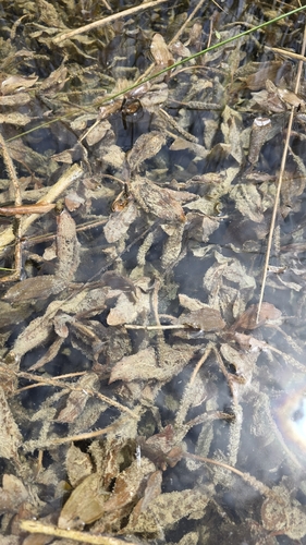 Potamogeton coloratus, photograph 6