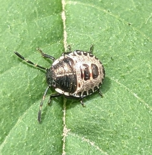 Mottled Stink Bug