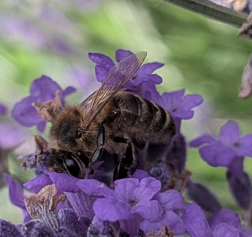 Western Honey Bee