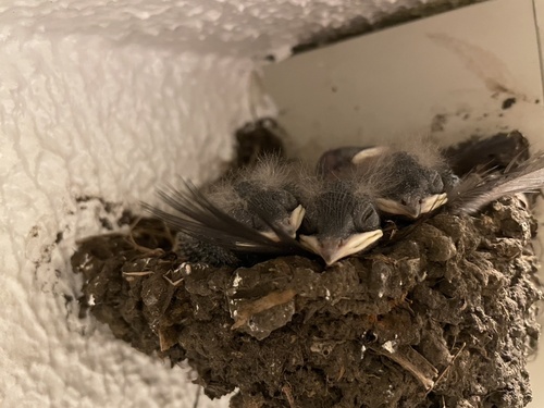 Amur Barn Swallow