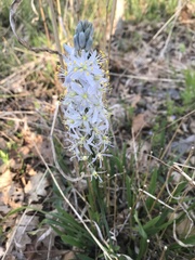 Camassia scilloides