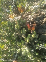 Cotyledon tomentosa