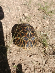 Psammobates oculifer