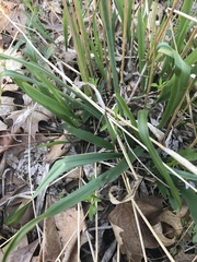Camassia scilloides