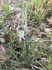 Camassia scilloides