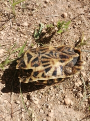 Psammobates oculifer