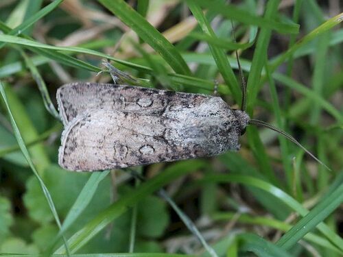 Turnip Moth