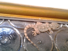 Tarentola mauritanica