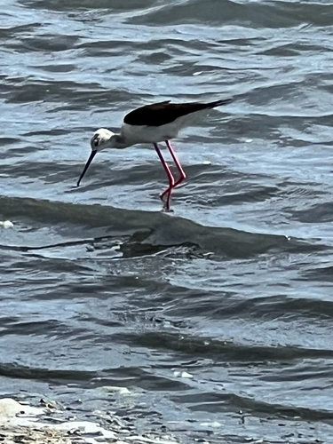 Black-winged Stilt