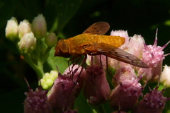 Chrysanthrax edititius