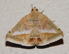 Macaldenia palumbiodes