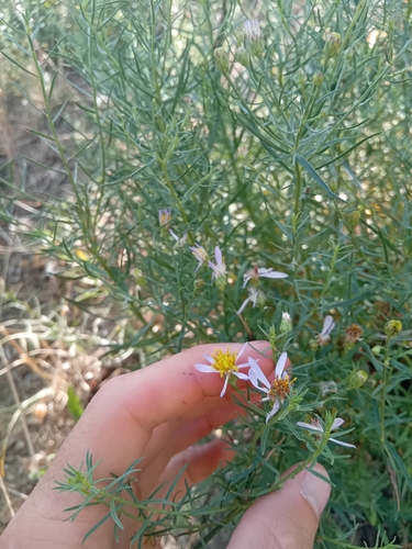 Rhone Aster