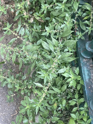 pellitory-of-the-wall
