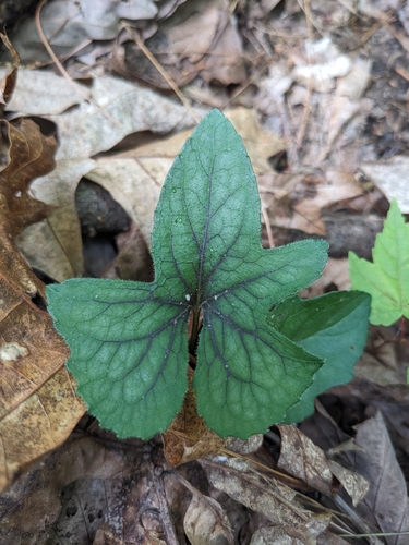 Viola hirsutula, photograph 3