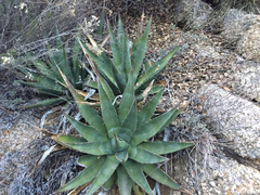 Agave mckelveyana