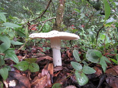 Amanita elliptosperma