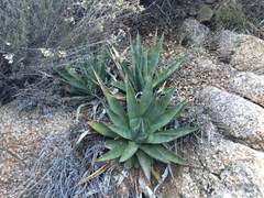 Agave mckelveyana