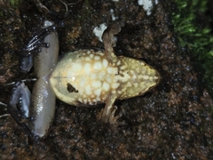 Kurichiyar Dancing Frog photo 2