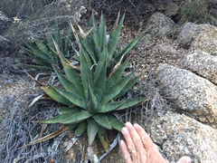 Agave mckelveyana