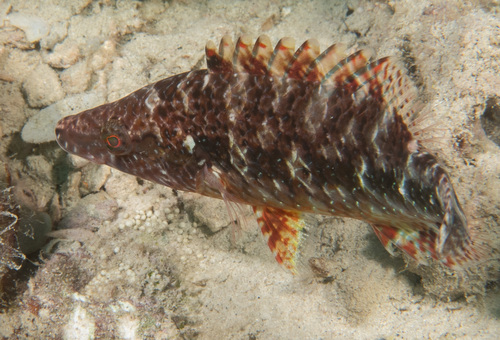 Oxycheilinus celebicus observed 2024-04-11