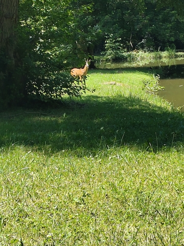 Western Roe Deer