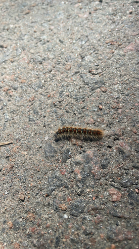 Small Eggar