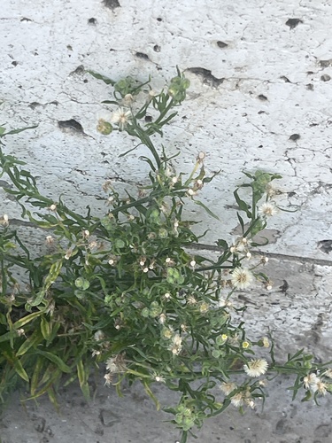 Flax-leaved Horseweed