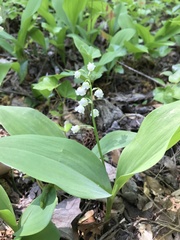 Convallaria