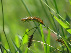 Carex exsiccata