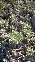 Sideritis taurica