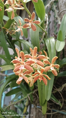 Trichoglottis observed 2026-06-17