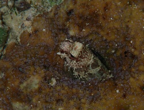Crossosalarias observed 2026-06-16