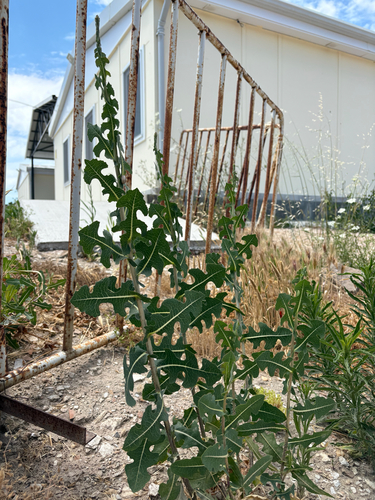prickly lettuce
