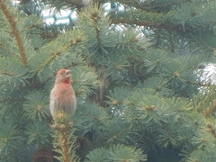 Haemorhous mexicanus