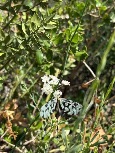 Sinuated Spoonwing