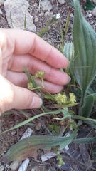 Valerianella turgida