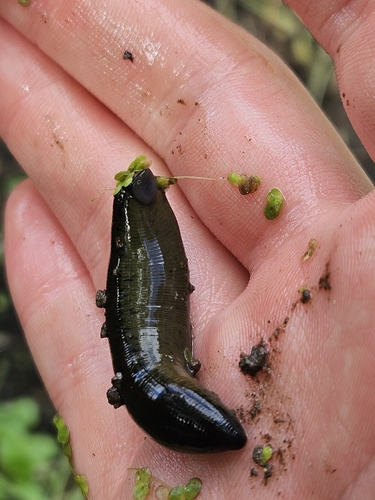 Horse Leech