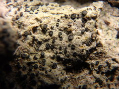 Cresponea chloroconia