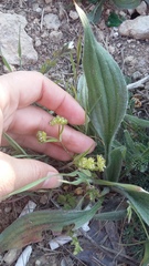 Valerianella turgida