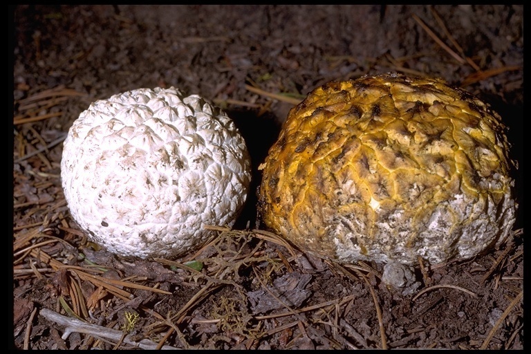 Calbovista subsculpta (Agaric mushrooms of montana) · iNaturalist