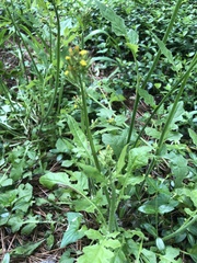 Youngia thunbergiana
