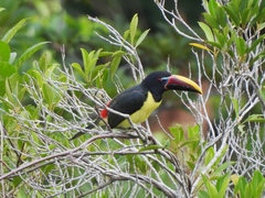 Pteroglossus viridis