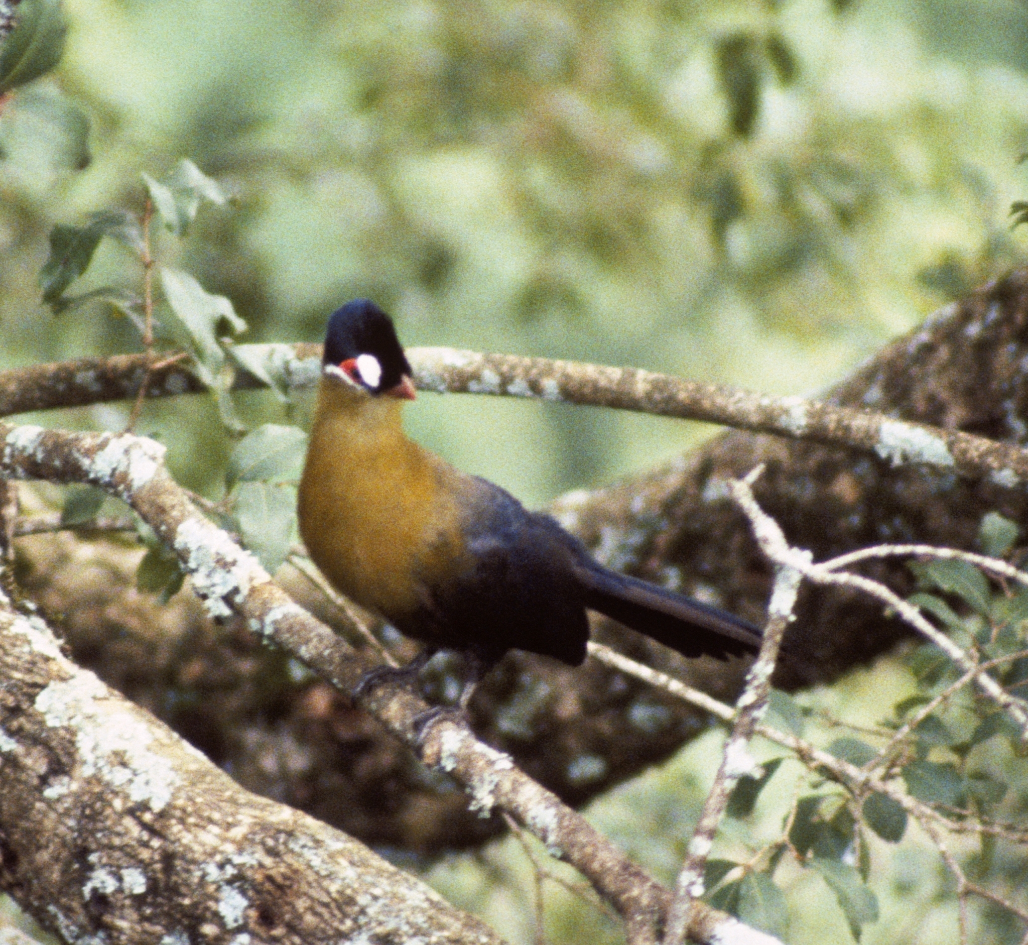 Hartlaub's Turaco illustration
