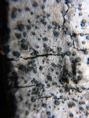 Cresponea chloroconia