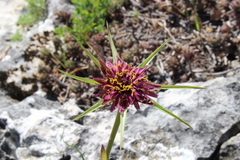 Tragopogon porrifolius porrifolius