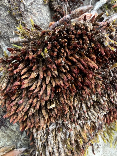 Imbribryum alpinum observed 2026-06-01