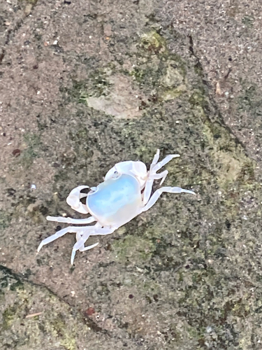 Japanese Freshwater Crab
