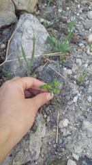 Euphorbia taurinensis